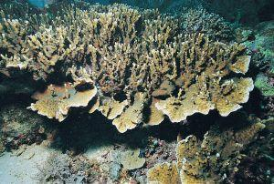  Echinopora mammiformis   (Leafy Hedgehog Coral)